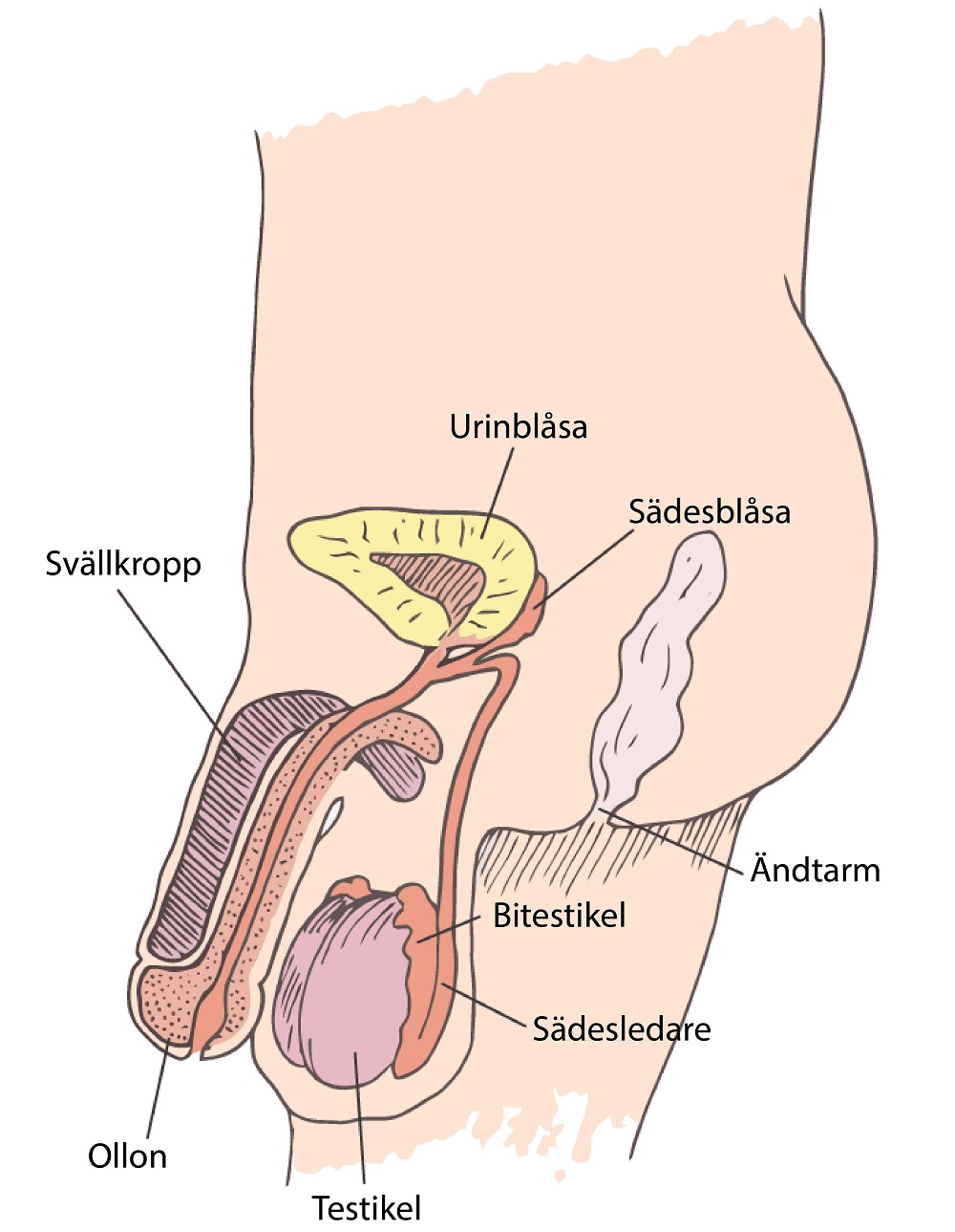 Bilder manlig penis
